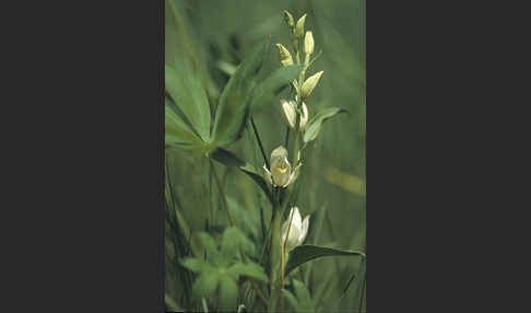 Bleiches Waldvögelein (Cephalanthera damasonium)