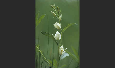 Bleiches Waldvögelein (Cephalanthera damasonium)