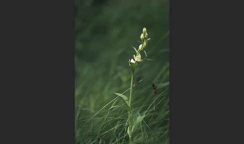 Bleiches Waldvögelein (Cephalanthera damasonium)