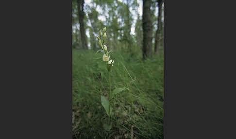 Bleiches Waldvögelein (Cephalanthera damasonium)