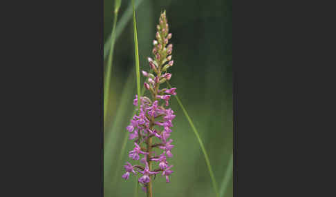 Große Händelwurz (Gymnadenia conopsea)