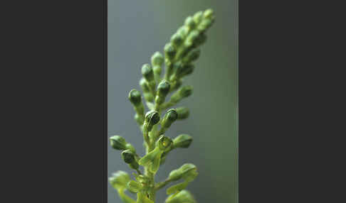 Großes Zweiblatt (Listera ovata)