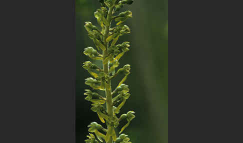 Großes Zweiblatt (Listera ovata)