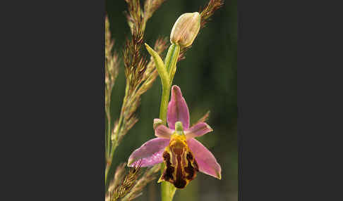 Bienen-Ragwurz (Ophrys apifera)