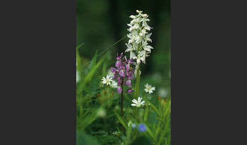 Manns-Knabenkraut (Orchis mascula)