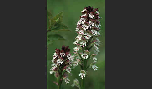 Brand-Knabenkraut (Orchis ustulata)