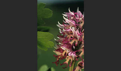 Affen-Knabenkraut (Orchis simia)