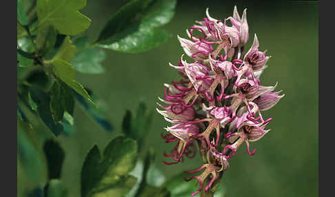 Affen-Knabenkraut (Orchis simia)