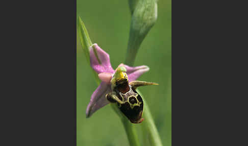 Gehörnte Ragwurz (Ophrys oestrifera)