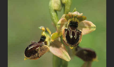 Kleine Spinnen-Ragwurz (Ophrys araneola)