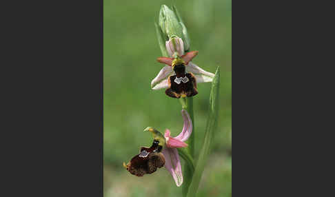 Bertolonis Ragwurz (Ophrys bertolonii)