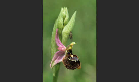 Bertolonis Ragwurz (Ophrys bertolonii)