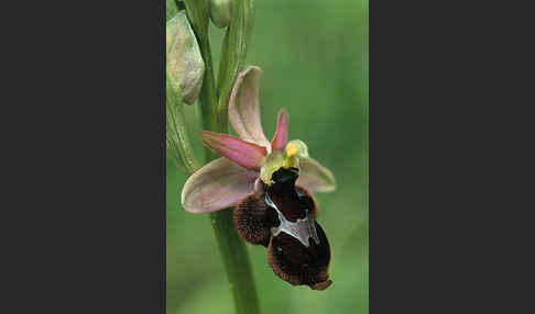 Bertolonis Ragwurz (Ophrys bertolonii)