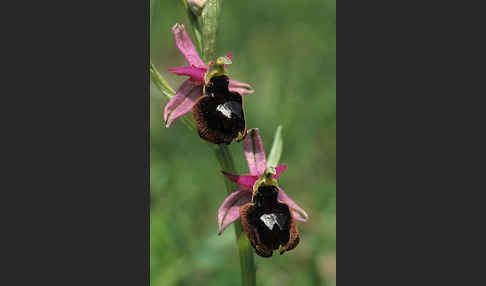 Bertolonis Ragwurz (Ophrys bertolonii)