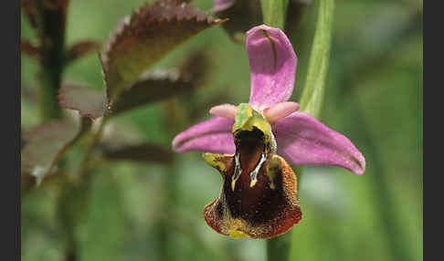 Hummel-Ragwurz x Spinnen-Ragwurz (Ophrys holoserica x Ophrys sphegodes)