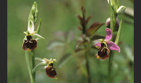 Hummel-Ragwurz x Spinnen-Ragwurz (Ophrys holoserica x Ophrys sphegodes)