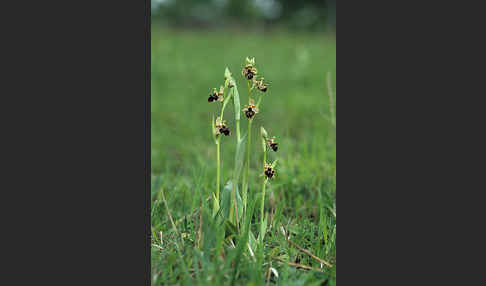 Reinholds Ragwurz (Ophrys reinholdii)