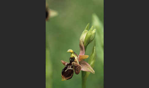 Reinholds Ragwurz (Ophrys reinholdii)