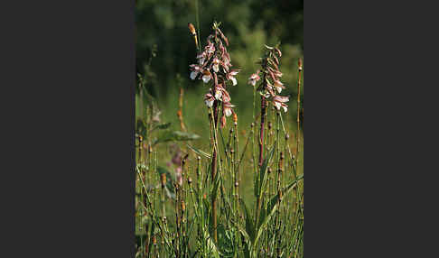 Sumpf-Sitter (Epipactis palustris)