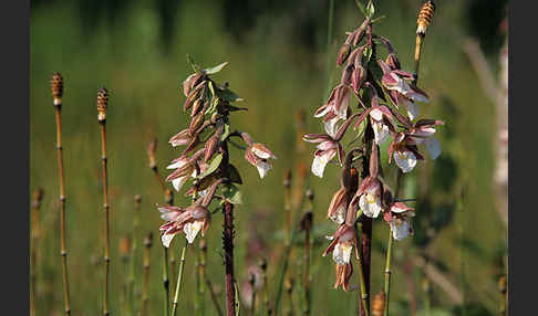 Sumpf-Sitter (Epipactis palustris)