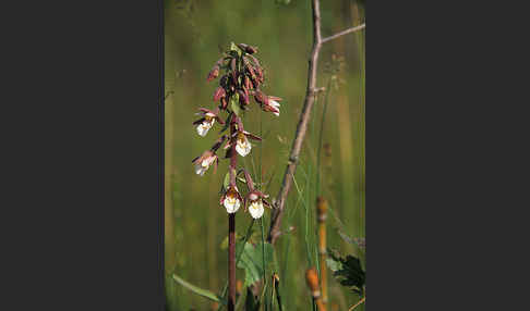 Sumpf-Sitter (Epipactis palustris)