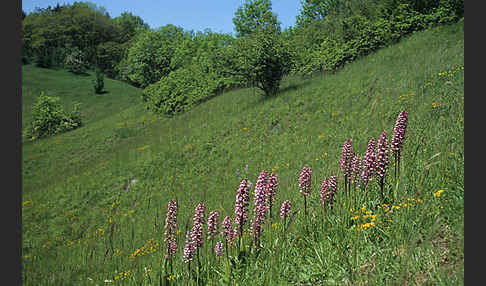 Helm-Knabenkraut x Purpur-Knabenkraut (Orchis x hybrida)