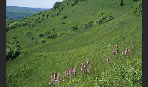 Helm-Knabenkraut x Purpur-Knabenkraut (Orchis x hybrida)