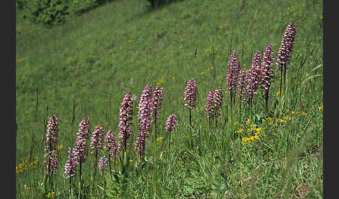 Helm-Knabenkraut x Purpur-Knabenkraut (Orchis x hybrida)