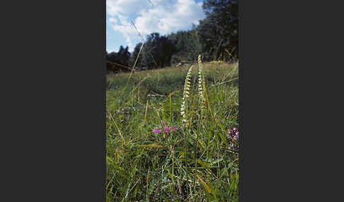 Herbst-Drehwurz (Spiranthes spiralis)