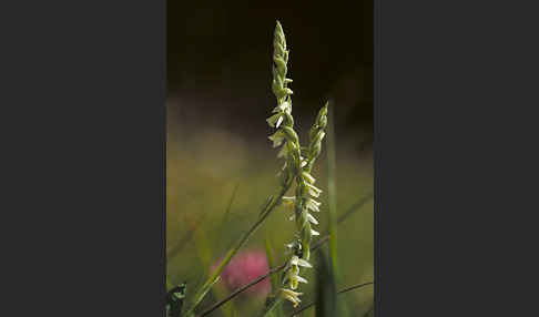 Herbst-Drehwurz (Spiranthes spiralis)