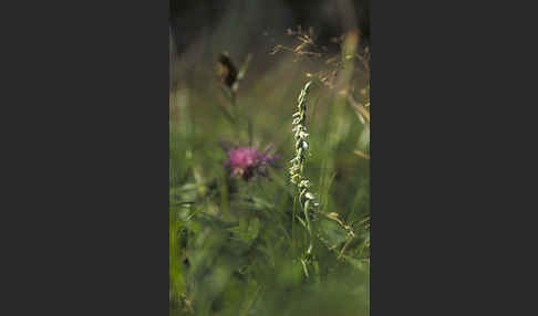 Herbst-Drehwurz (Spiranthes spiralis)