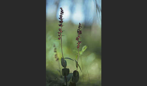 Braunrote Sitter (Epipactis atrorubens)