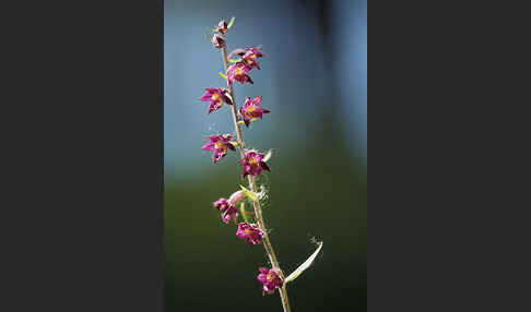 Braunrote Sitter (Epipactis atrorubens)