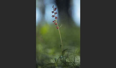 Braunrote Sitter (Epipactis atrorubens)