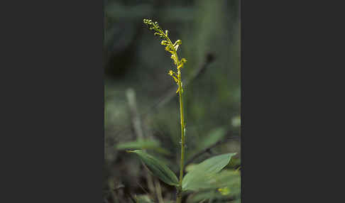 Großes Zweiblatt (Listera ovata)