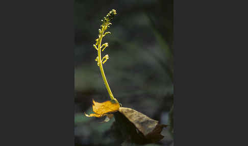 Großes Zweiblatt (Listera ovata)