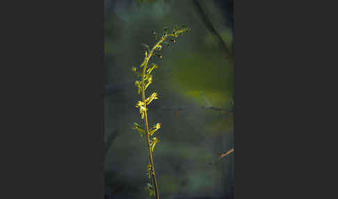 Großes Zweiblatt (Listera ovata)