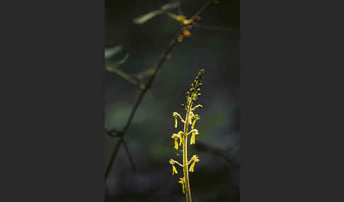 Großes Zweiblatt (Listera ovata)