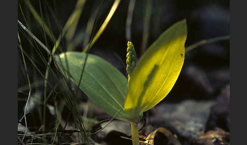 Großes Zweiblatt (Listera ovata)