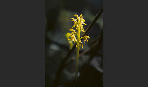 Korallenwurz (Corallorrhiza trifida)