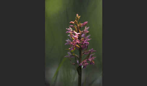 Breitblättrige Kuckucksblume (Dactylorhiza majalis)