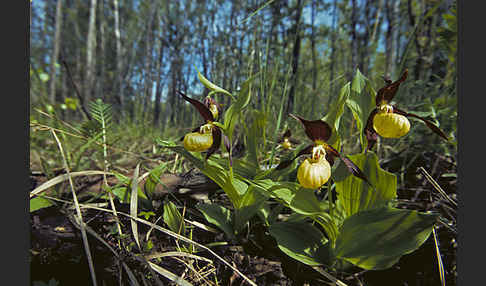 Frauenschuh (Cypripedium calceolus)