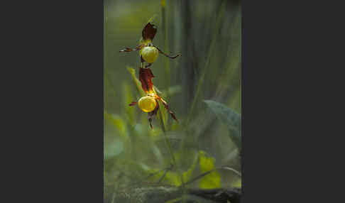 Frauenschuh (Cypripedium calceolus)