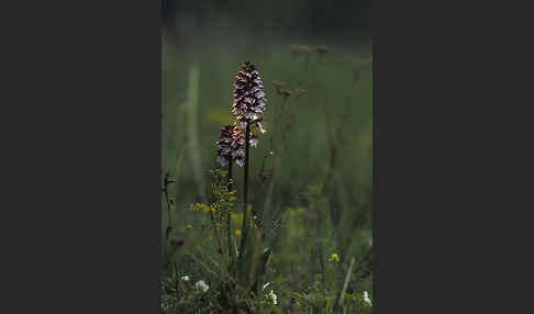 Purpur-Knabenkraut (Orchis purpurea)