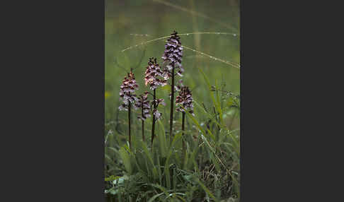 Purpur-Knabenkraut (Orchis purpurea)