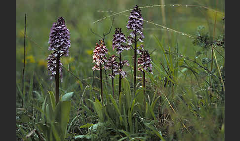 Purpur-Knabenkraut (Orchis purpurea)