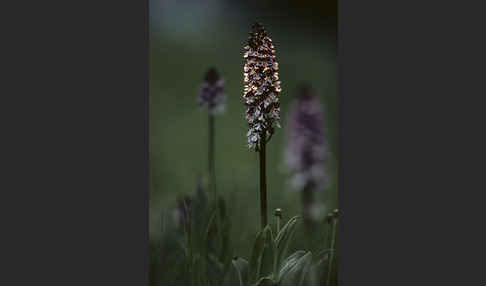 Purpur-Knabenkraut (Orchis purpurea)