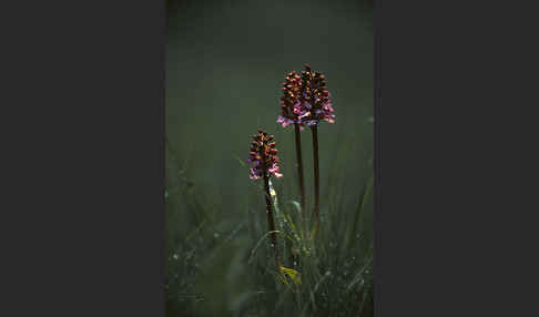 Purpur-Knabenkraut (Orchis purpurea)