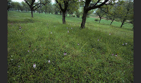 Purpur-Knabenkraut (Orchis purpurea)