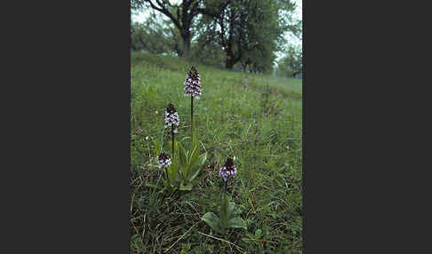 Purpur-Knabenkraut (Orchis purpurea)